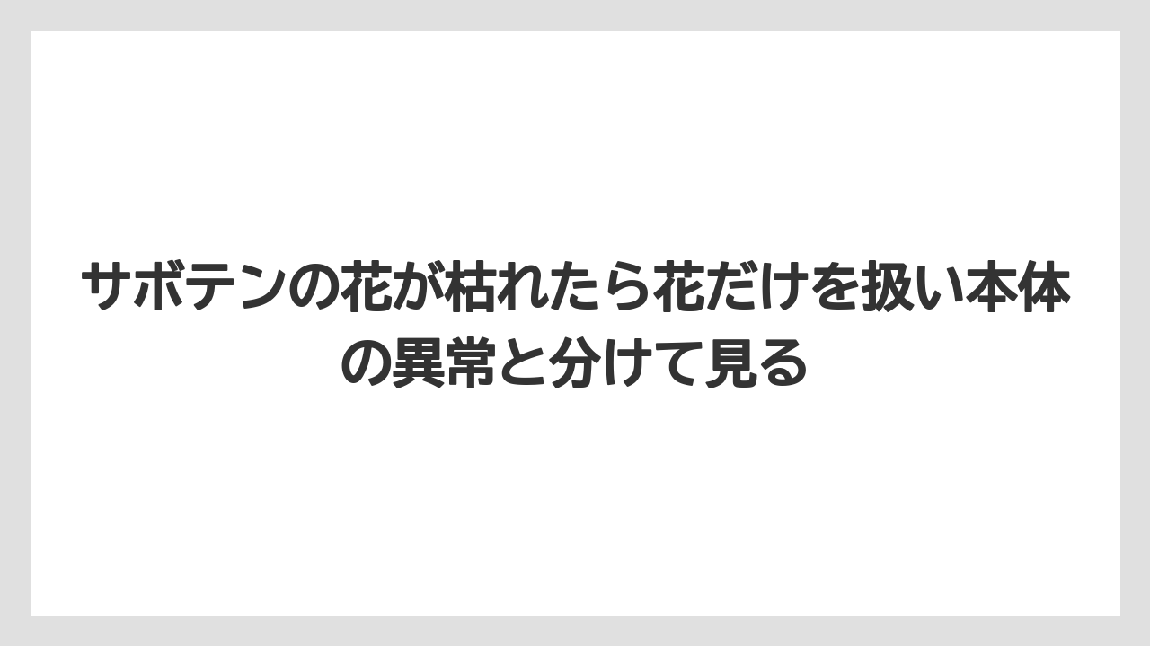 【サボテン】【枯れ】【栽培】サボテンの花が枯れたら花だけを扱い本体の異常と分けて見る