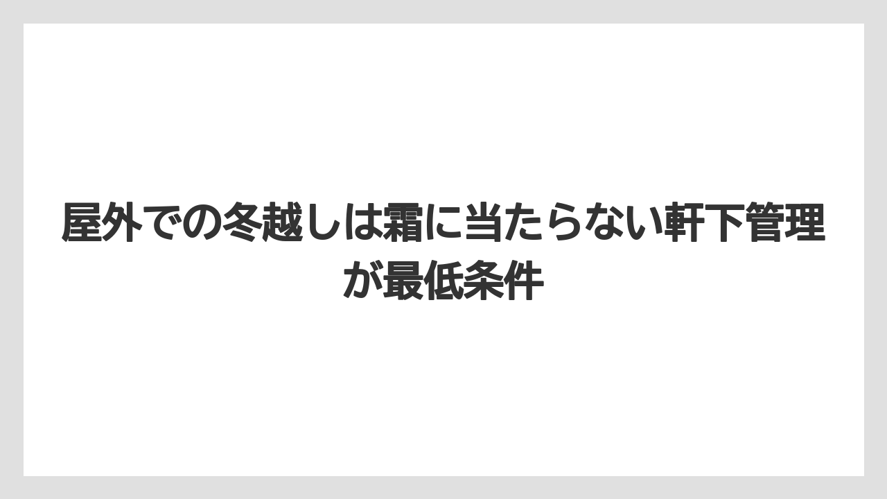 【栽培】【農園】【農業】屋外での冬越しは霜に当たらない軒下管理が最低条件