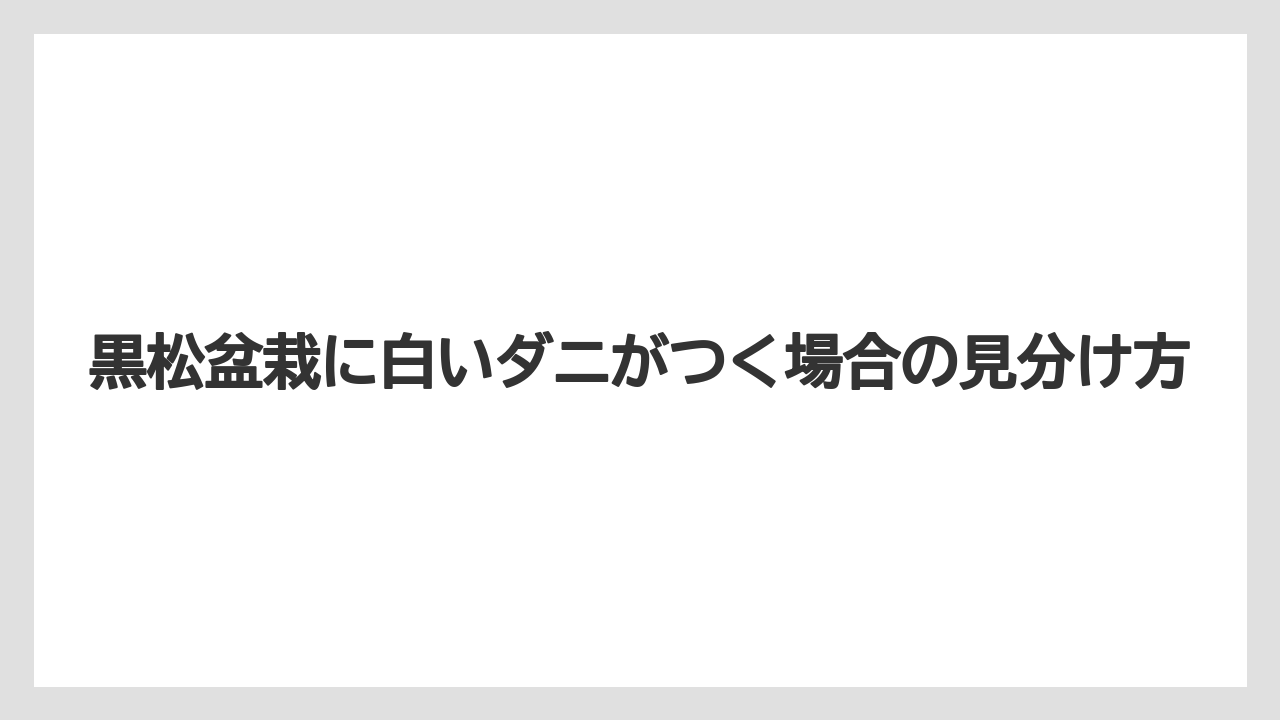 【栽培】【農園】【農業】黒松盆栽に白いダニがつく場合の見分け方