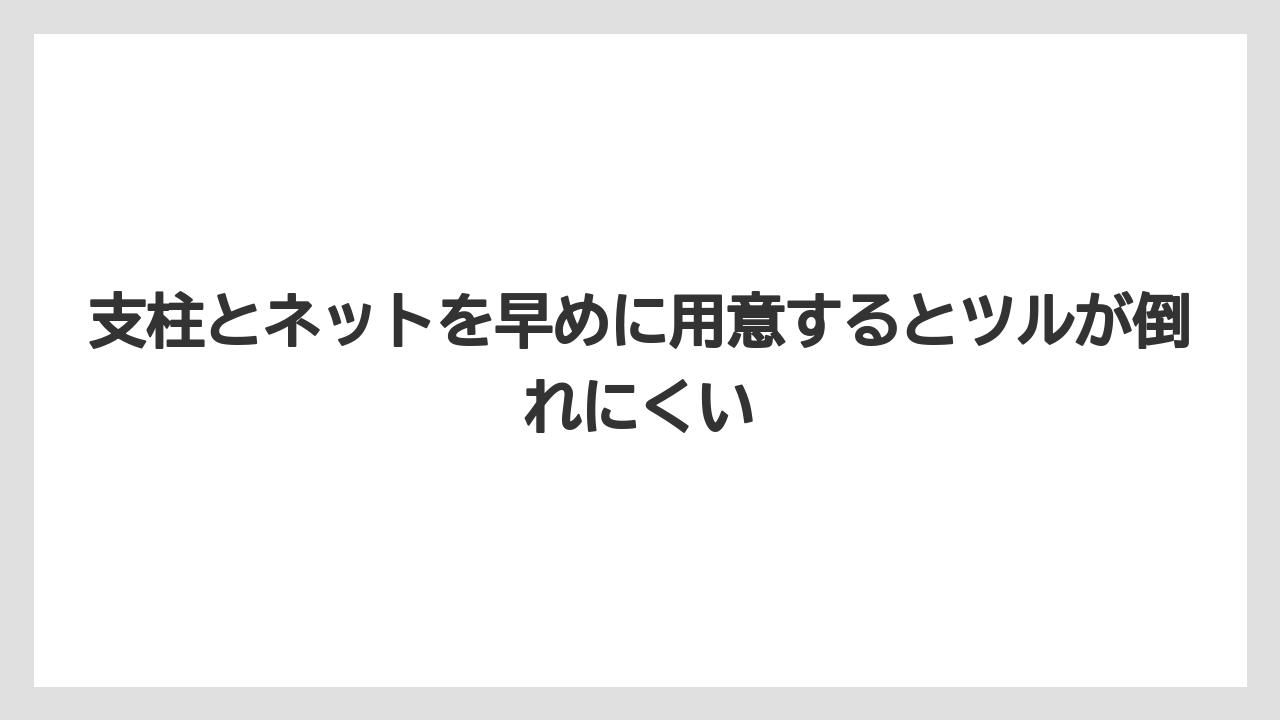 【栽培】【豆苗】【農業】支柱とネットを早めに用意するとツルが倒れにくい