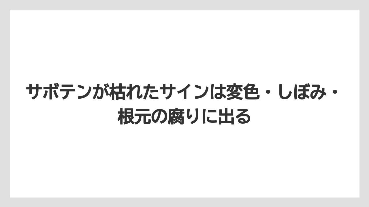 【サボテン】【枯れ】【栽培】サボテンが枯れたサインは変色・しぼみ・根元の腐りに出る