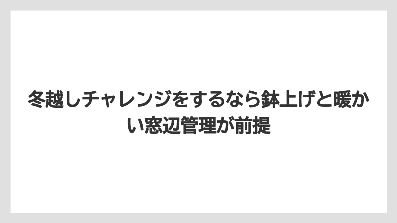 【栽培】【草】【越し】冬越しチャレンジをするなら鉢上げと暖かい窓辺管理が前提
