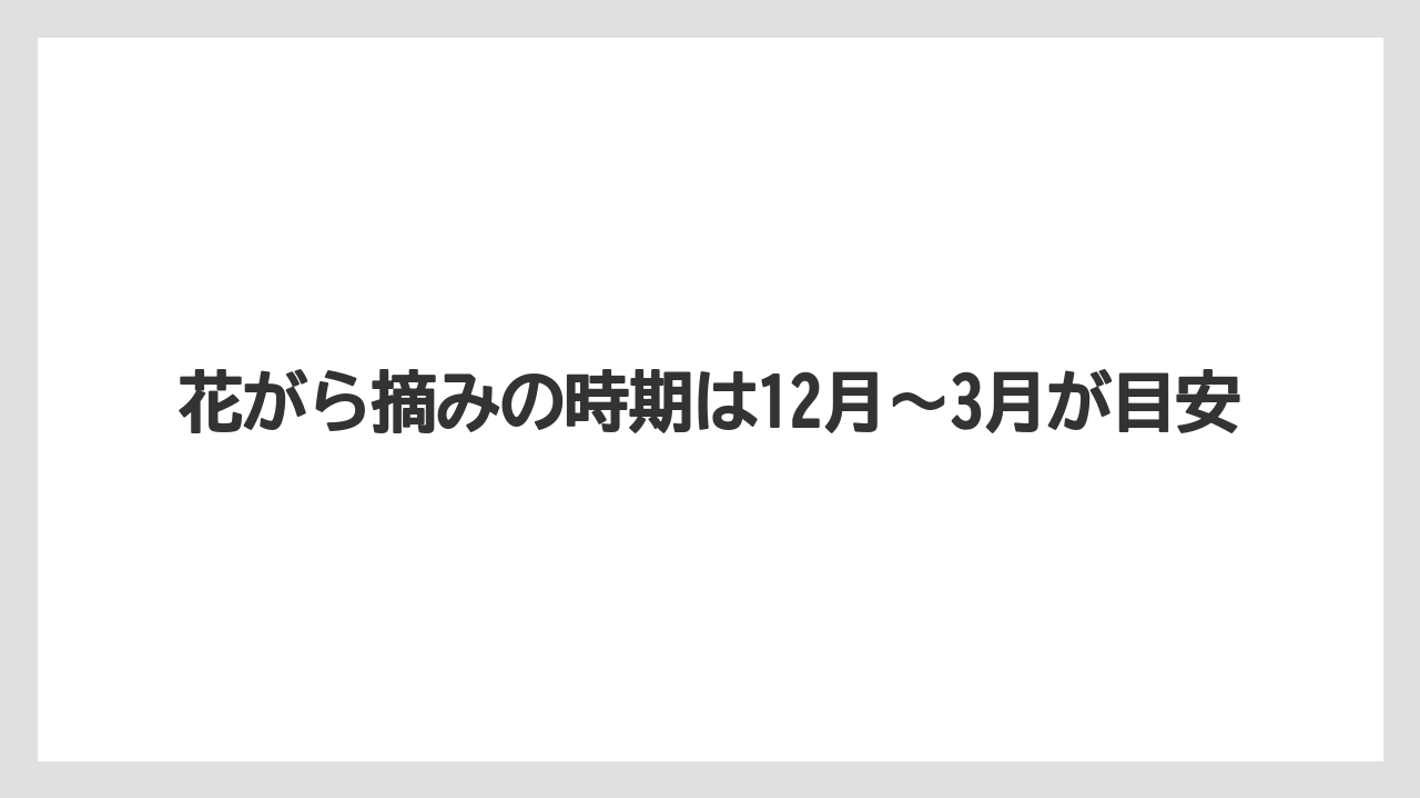 【サボテン】【栽培】【花】花がら摘みの時期は12月〜3月が目安