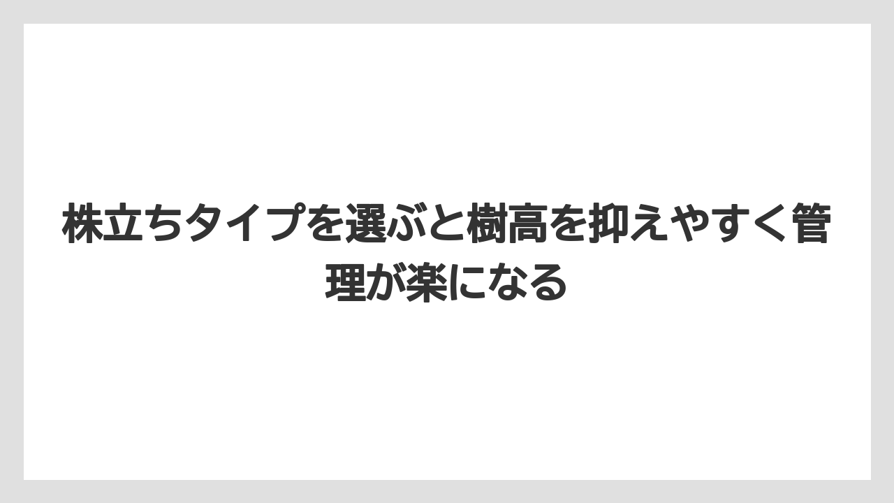 【オリーブ】【栽培】【農業】株立ちタイプを選ぶと樹高を抑えやすく管理が楽になる