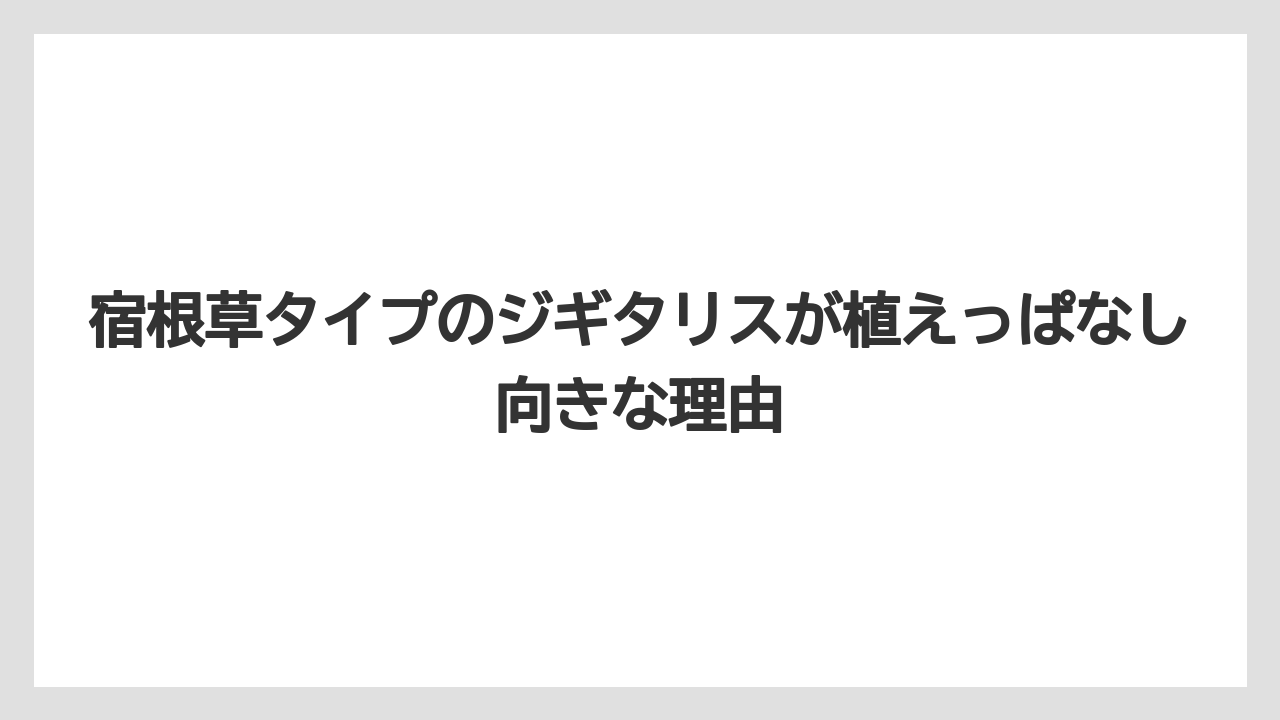 【栽培】【農園】【農業】宿根草タイプのジギタリスが植えっぱなし向きな理由