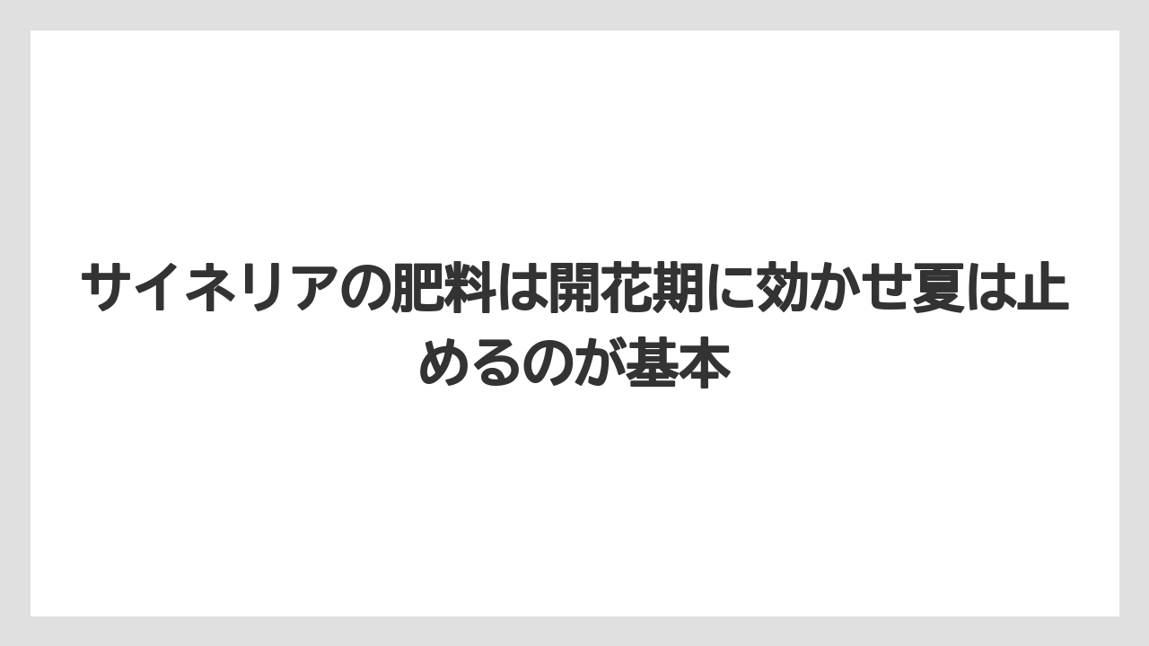 【栽培】【肥料】【農業】サイネリアの肥料は開花期に効かせ夏は止めるのが基本