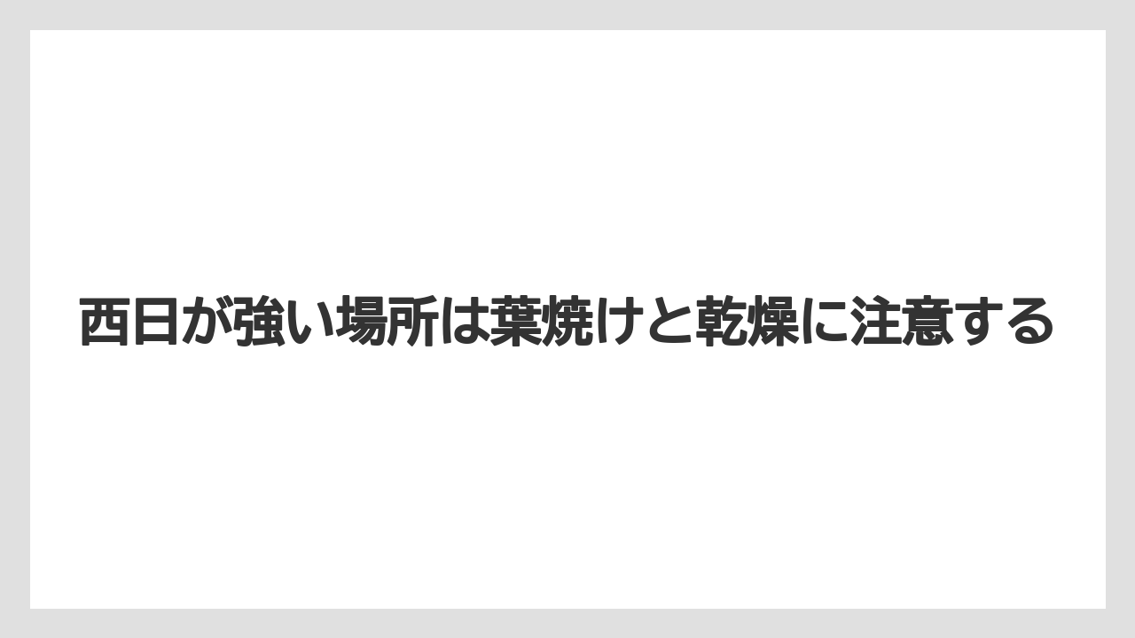 【栽培】【農園】【農業】西日が強い場所は葉焼けと乾燥に注意する