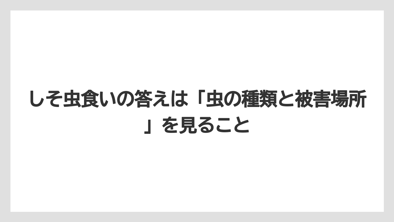 【しそ】【大葉】【栽培】【農業】しそ虫食いの答えは「虫の種類と被害場所」を見ること
