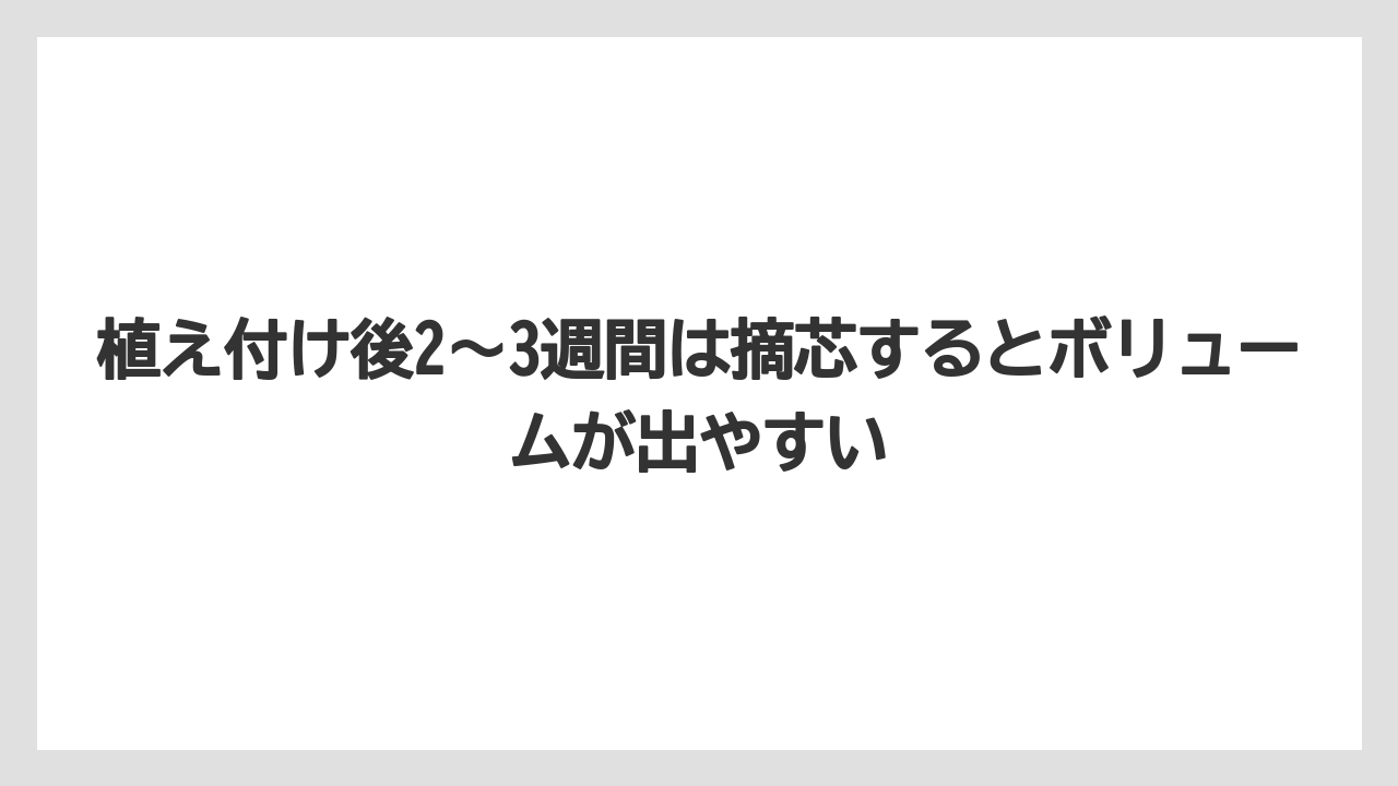 【栽培】【農園】【農業】植え付け後2〜3週間は摘芯するとボリュームが出やすい