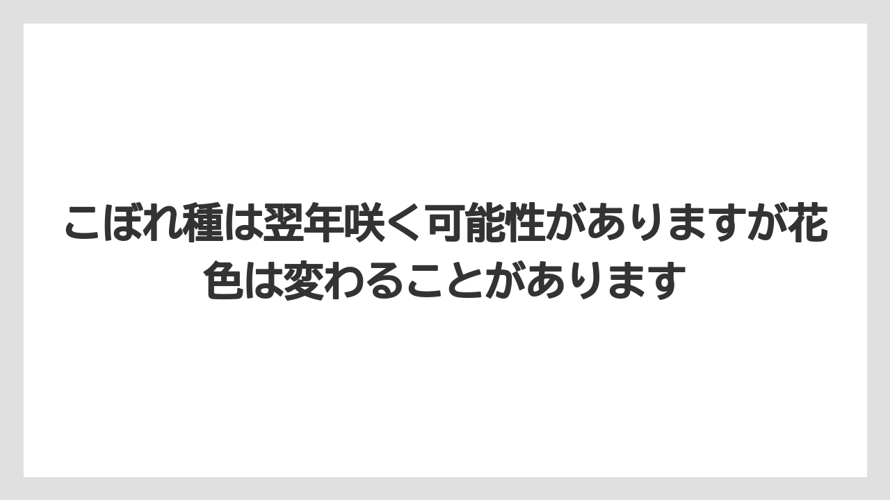 【栽培】【農園】【農業】こぼれ種は翌年咲く可能性がありますが花色は変わることがあります