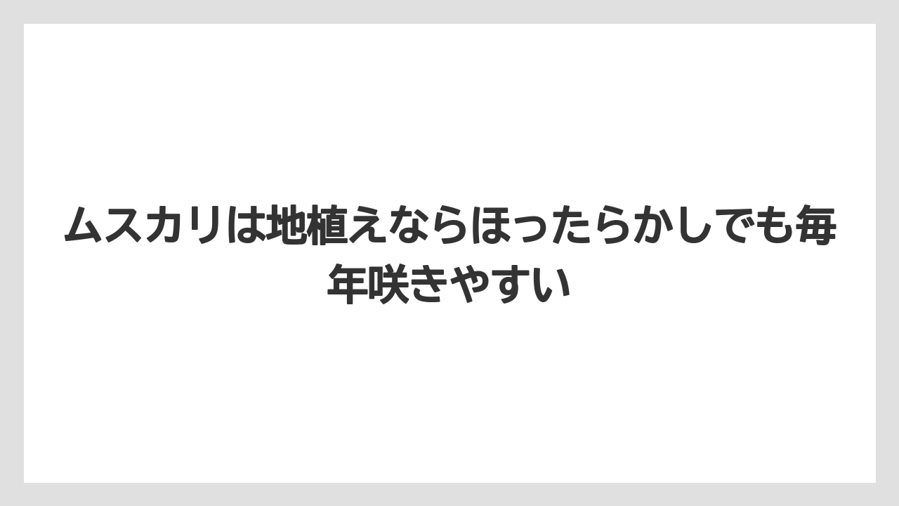 【栽培】【農園】【農業】ムスカリは地植えならほったらかしでも毎年咲きやすい