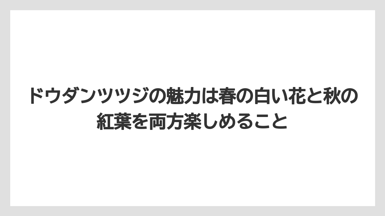 【栽培】【農園】【農業】ドウダンツツジの魅力は春の白い花と秋の紅葉を両方楽しめること