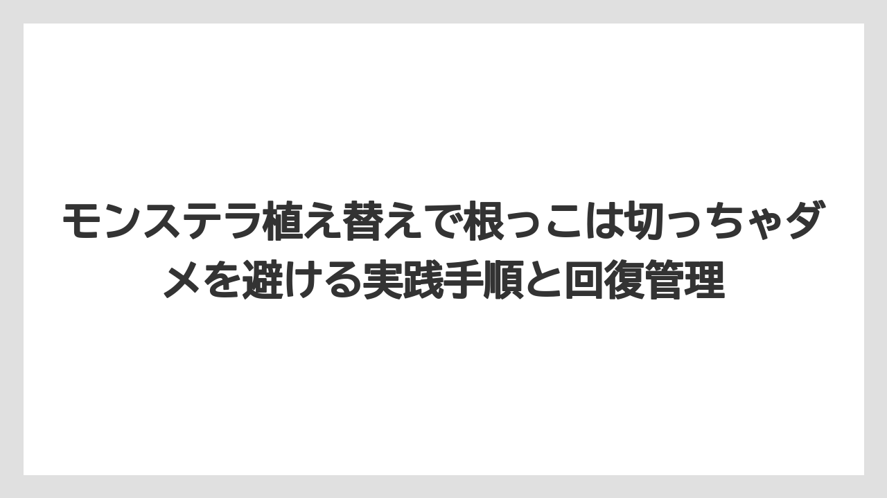 【モンステラ】【栽培】【農業】モンステラ植え替えで気根は切るより土に入れる選択肢がある