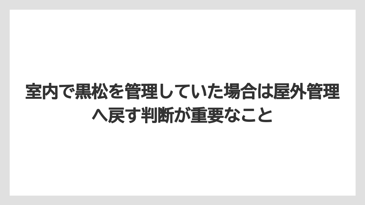 【枯れ】【栽培】【農業】室内で黒松を管理していた場合は屋外管理へ戻す判断が重要なこと