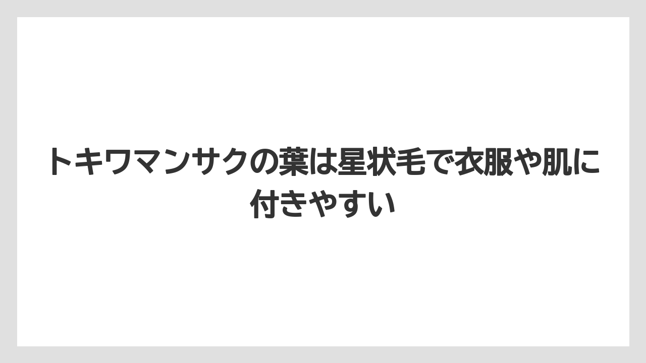 【栽培】【農園】【農業】トキワマンサクの葉は星状毛で衣服や肌に付きやすい