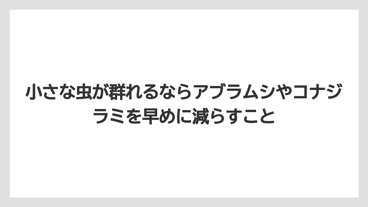 【コーヒー】【大葉】【栽培】【肥料】【農業】小さな虫が群れるならアブラムシやコナジラミを早めに減らすこと