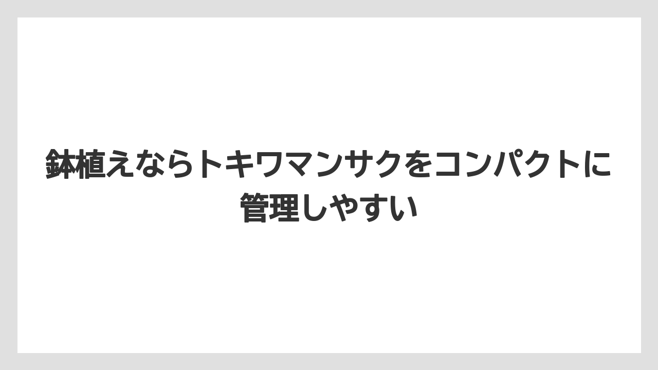 【栽培】【農園】【農業】鉢植えならトキワマンサクをコンパクトに管理しやすい