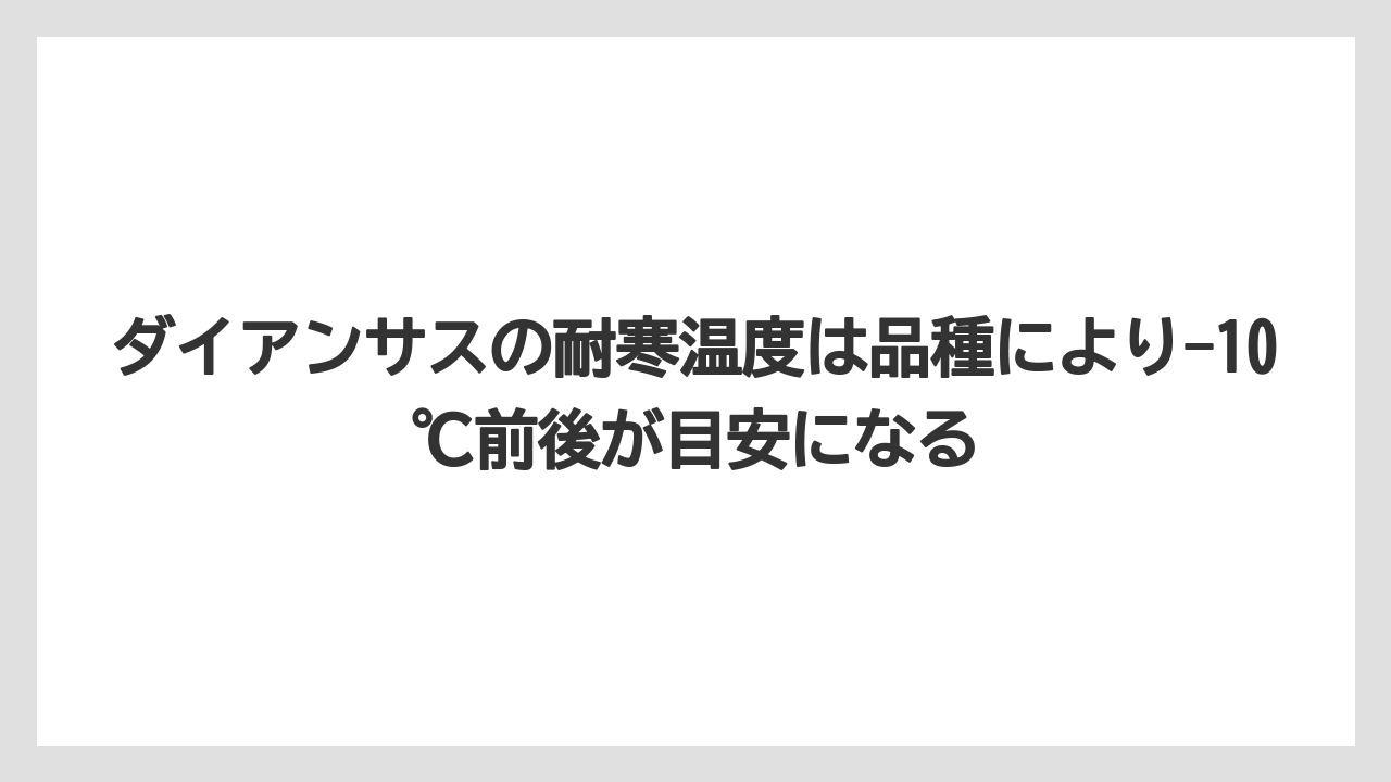 【栽培】【農園】【農業】ダイアンサスの耐寒温度は品種により-10℃前後が目安になる