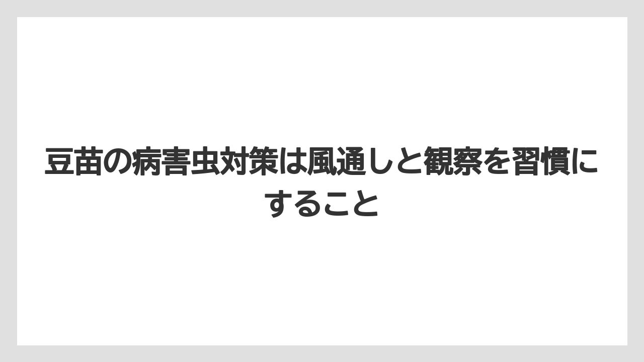 【土】【栽培】【植え】【育て方】【豆苗】豆苗の病害虫対策は風通しと観察を習慣にすること