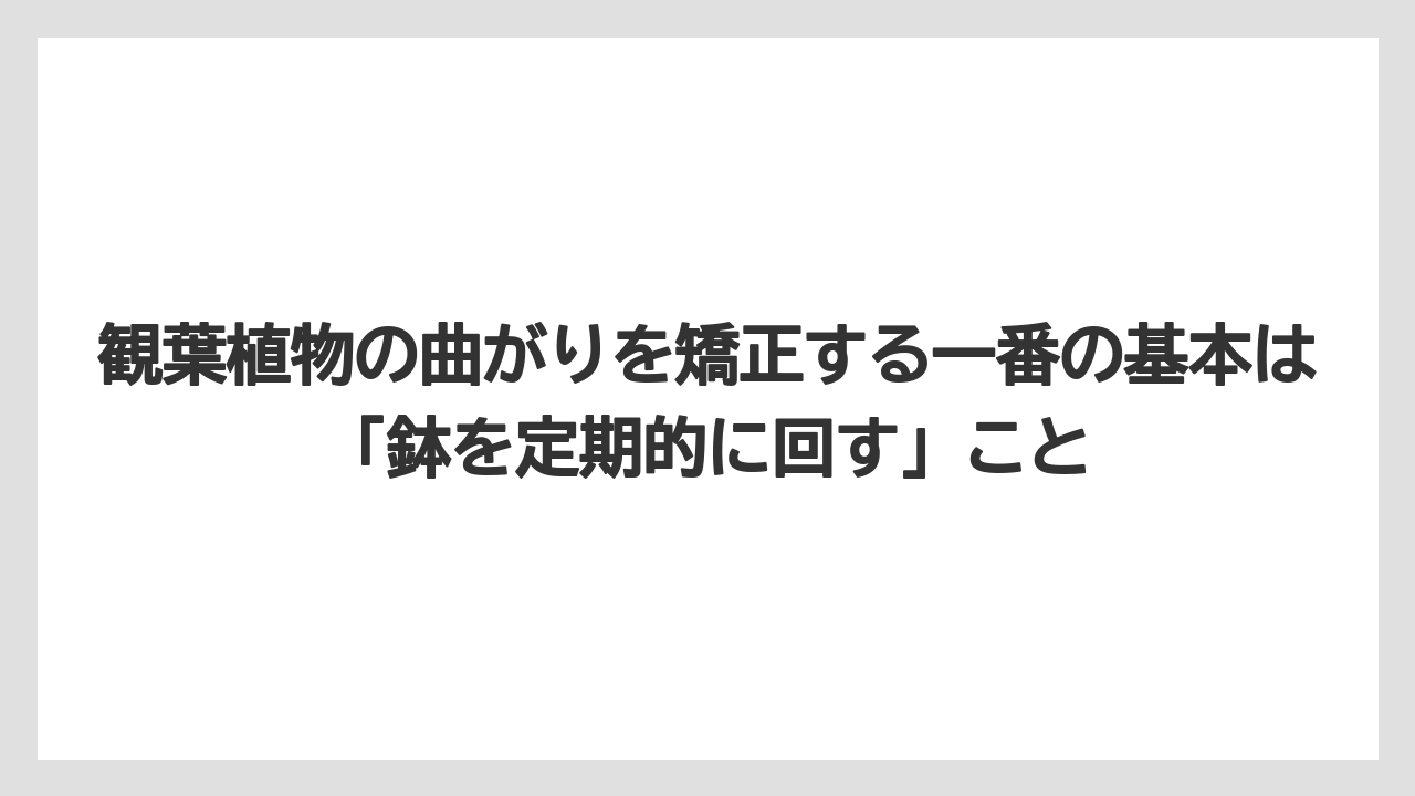 【栽培】【農園】【農業】観葉植物の曲がりを矯正する一番の基本は「鉢を定期的に回す」こと
