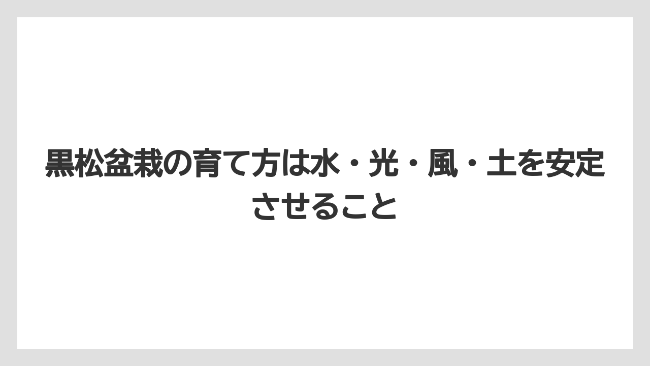 【枯れ】【栽培】【農業】黒松盆栽の育て方は水・光・風・土を安定させること