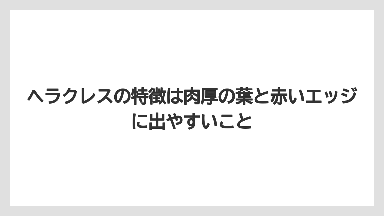 【100均】【エケベリア】【バラ】【多肉植物】【栽培】ヘラクレスの特徴は肉厚の葉と赤いエッジに出やすいこと