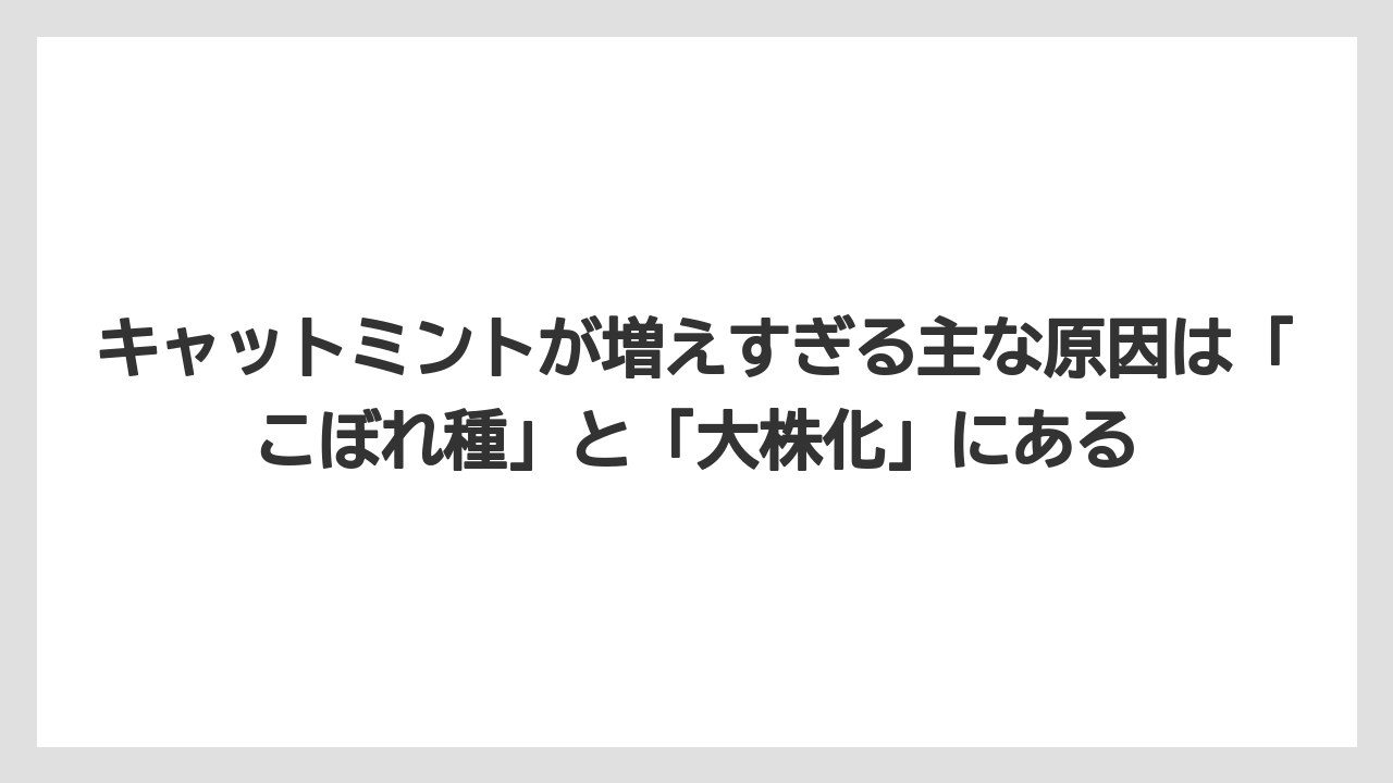 【ミント】【栽培】【猫】キャットミントが増えすぎる主な原因は「こぼれ種」と「大株化」にある