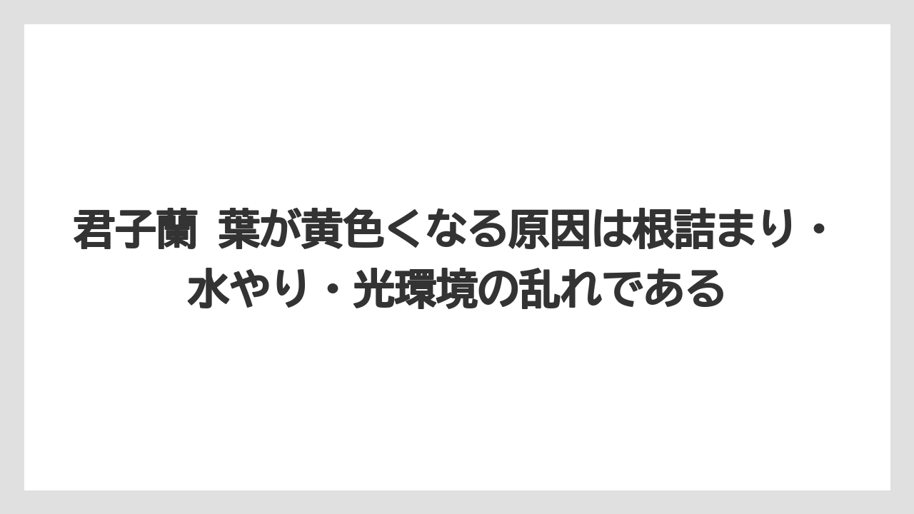 【栽培】【農園】【農業】君子蘭 葉が黄色くなる原因は根詰まり・水やり・光環境の乱れである