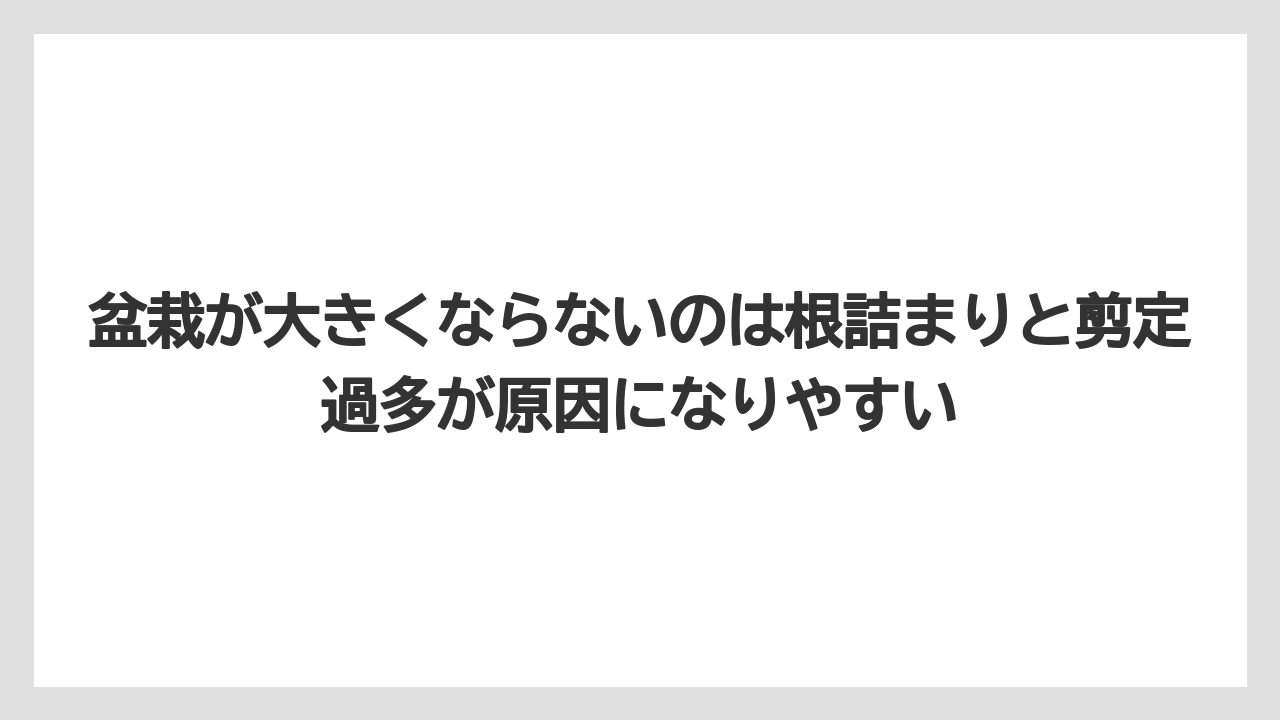 【100均】【もみじ】【ゼオライト】【バラ】【栽培】盆栽が大きくならないのは根詰まりと剪定過多が原因になりやすい