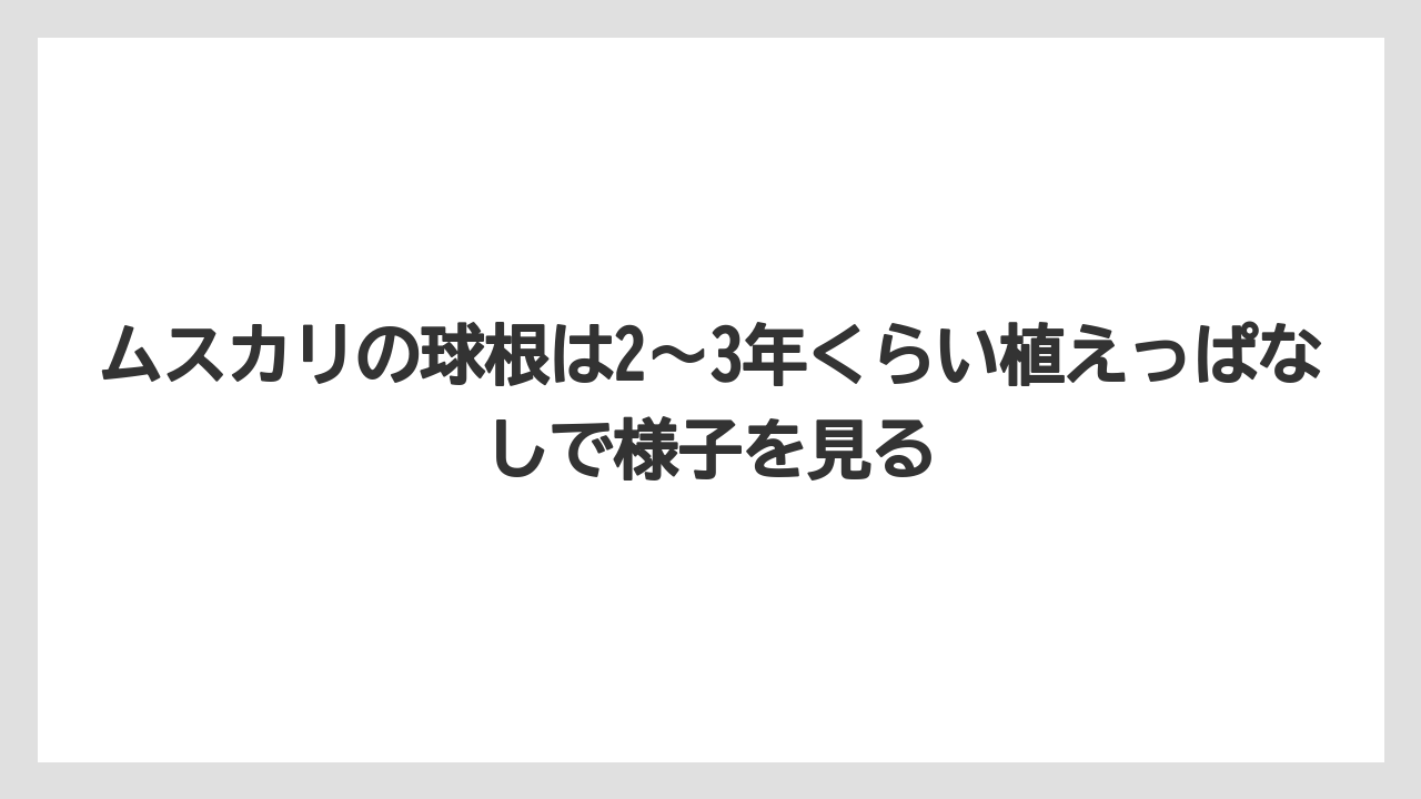 【栽培】【農園】【農業】ムスカリの球根は2〜3年くらい植えっぱなしで様子を見る