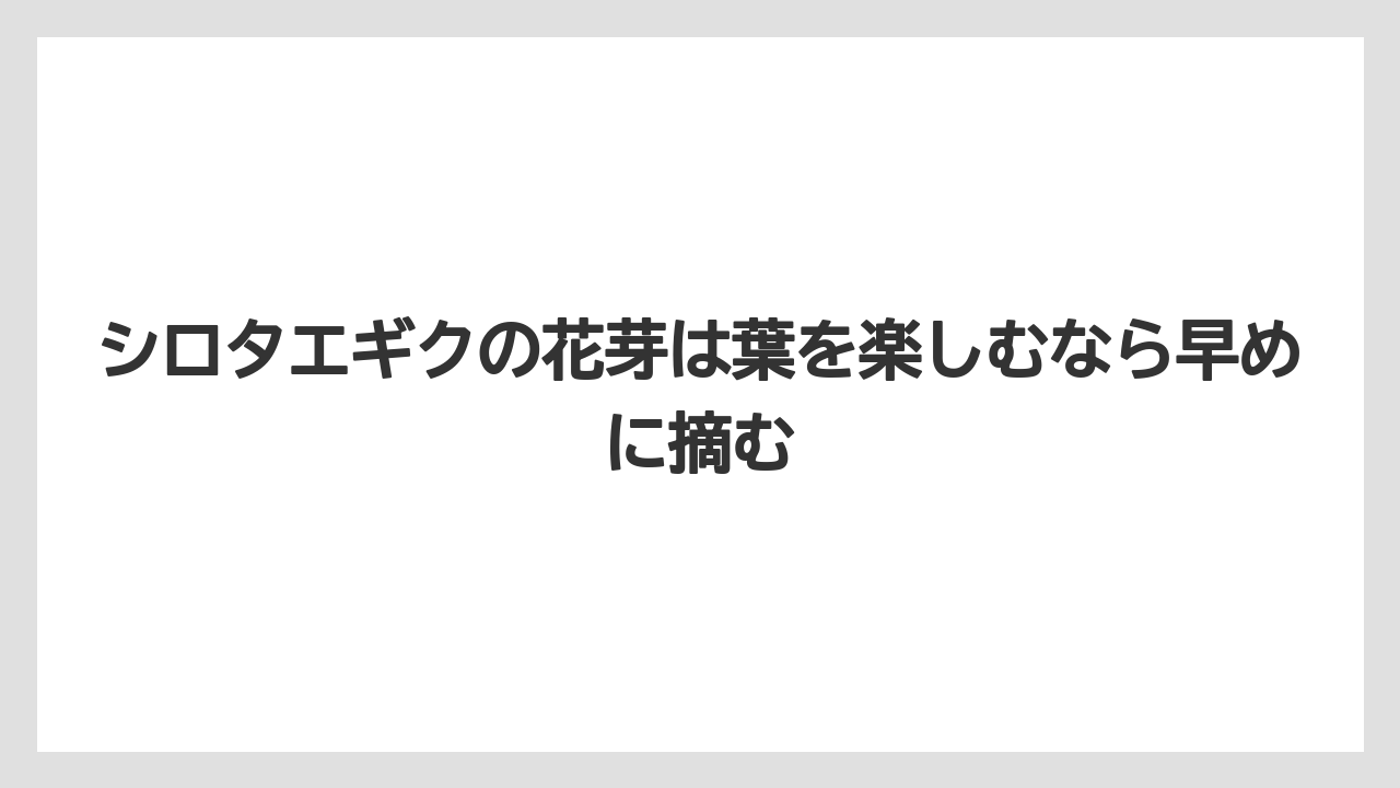 【栽培】【農園】【農業】シロタエギクの花芽は葉を楽しむなら早めに摘む