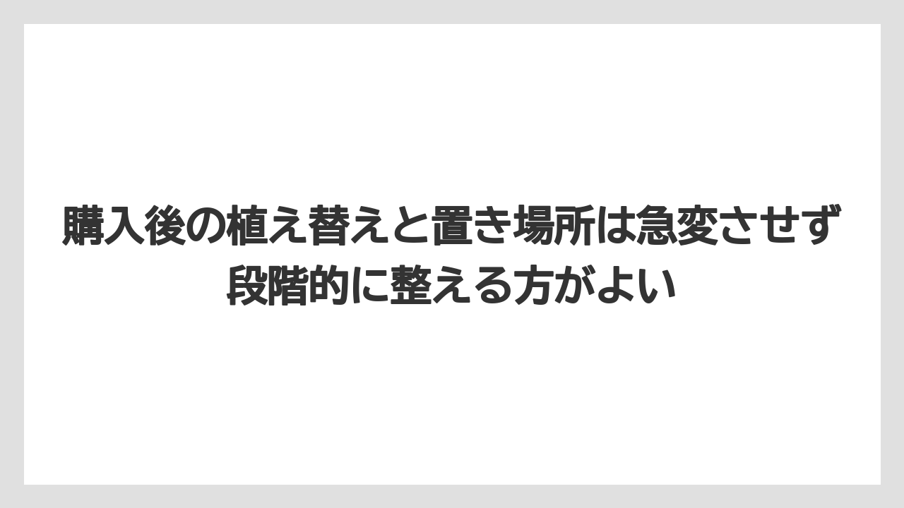 【100均】【栽培】【農業】購入後の植え替えと置き場所は急変させず段階的に整える方がよい