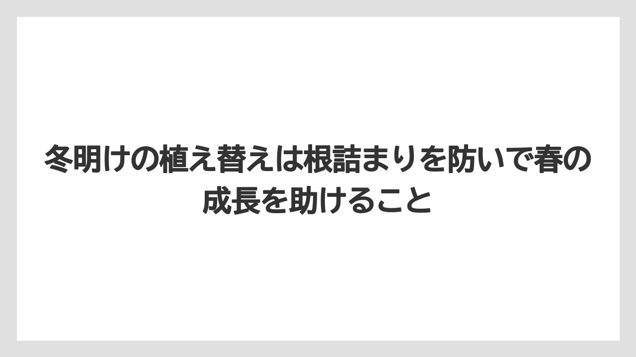 【ミント】【栽培】【農業】冬明けの植え替えは根詰まりを防いで春の成長を助けること