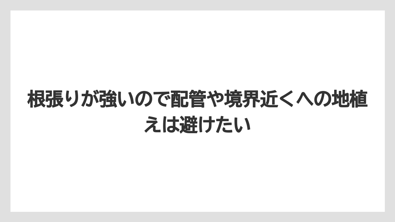 【いけない】【シマトネリコ】【栽培】【植え】根張りが強いので配管や境界近くへの地植えは避けたい