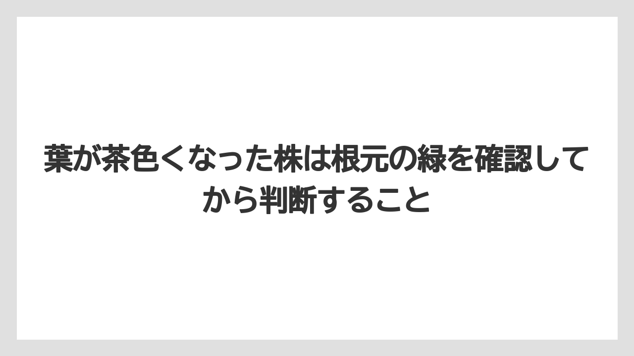 【枯れ】【栽培】【越し】葉が茶色くなった株は根元の緑を確認してから判断すること