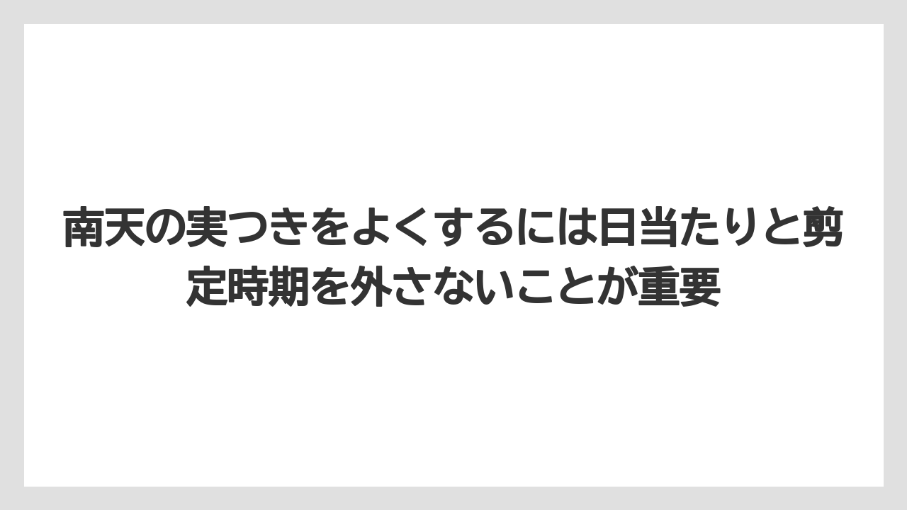 【栽培】【農園】【農業】南天の実つきをよくするには日当たりと剪定時期を外さないことが重要
