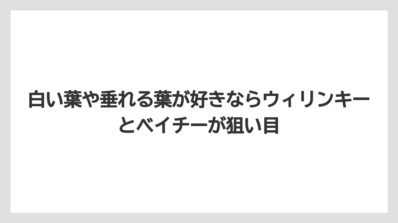 白い葉や垂れる葉が好きならウィリンキーとベイチーが狙い目