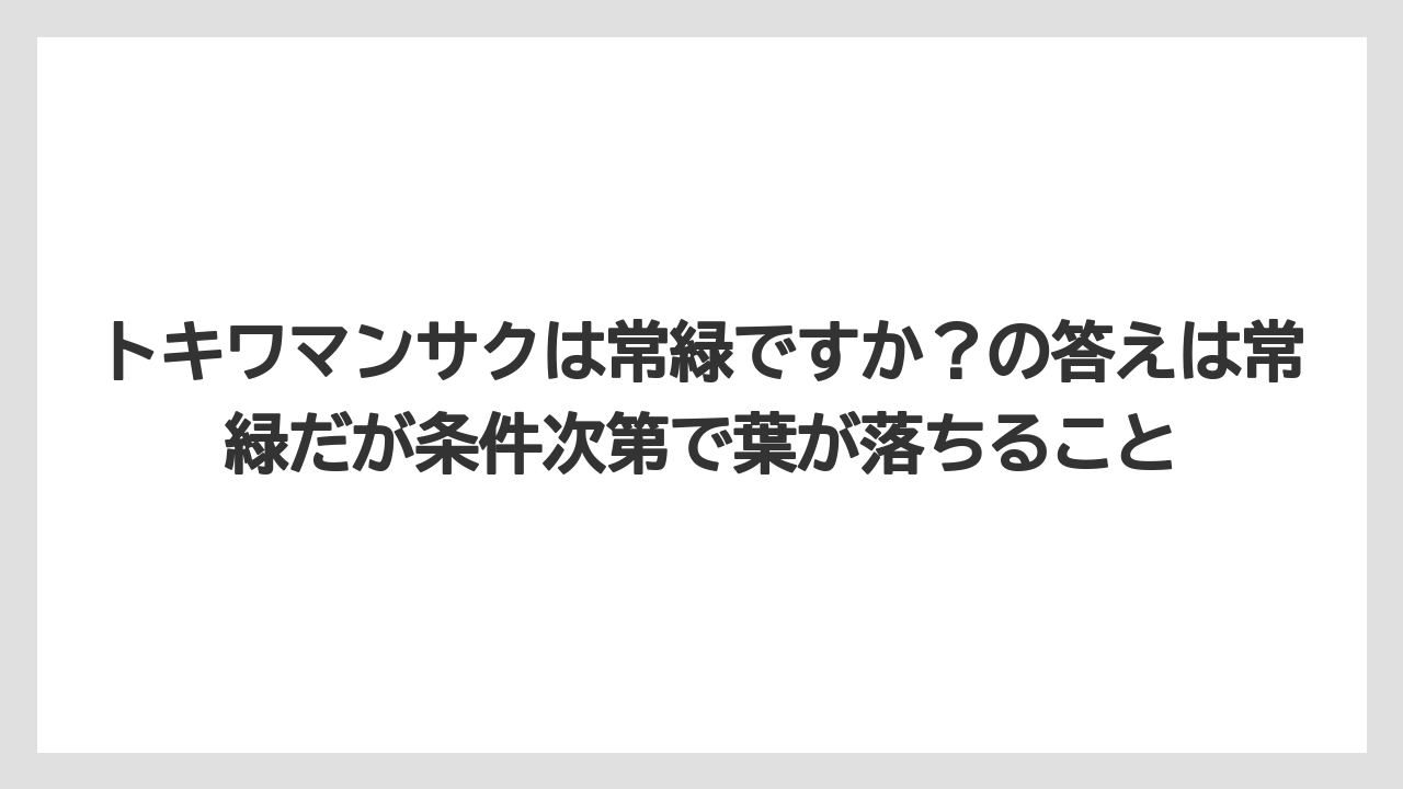 【栽培】【農園】【農業】トキワマンサクは常緑ですか？の答えは常緑だが条件次第で葉が落ちること