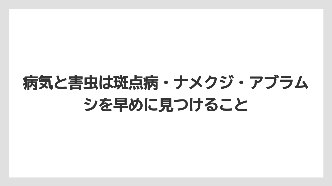 【バラ】【栽培】【肥料】病気と害虫は斑点病・ナメクジ・アブラムシを早めに見つけること