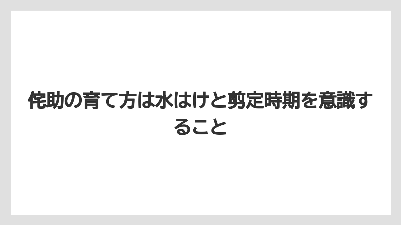 【栽培】【農園】【農業】侘助の育て方は水はけと剪定時期を意識すること