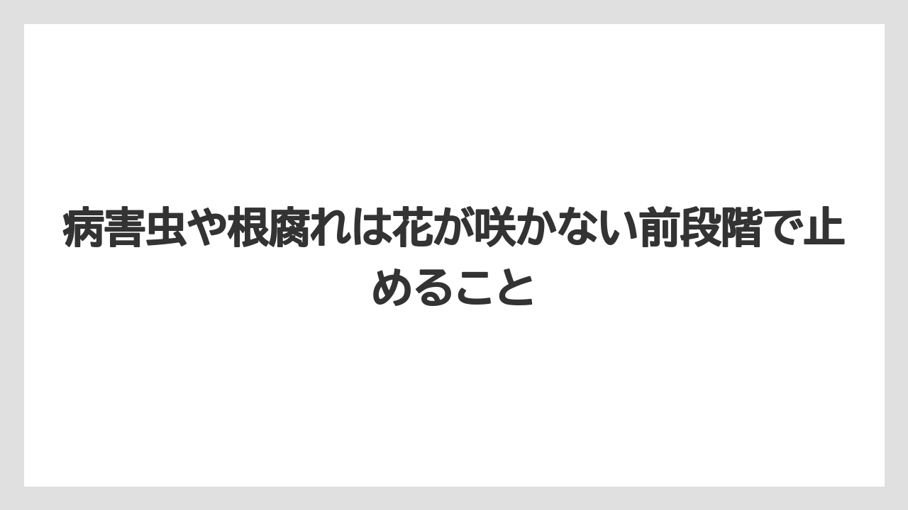 【栽培】【農園】【農業】病害虫や根腐れは花が咲かない前段階で止めること