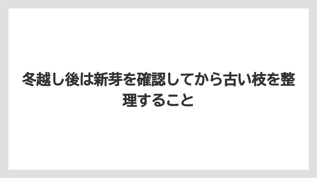 【栽培】【農園】【農業】冬越し後は新芽を確認してから古い枝を整理すること