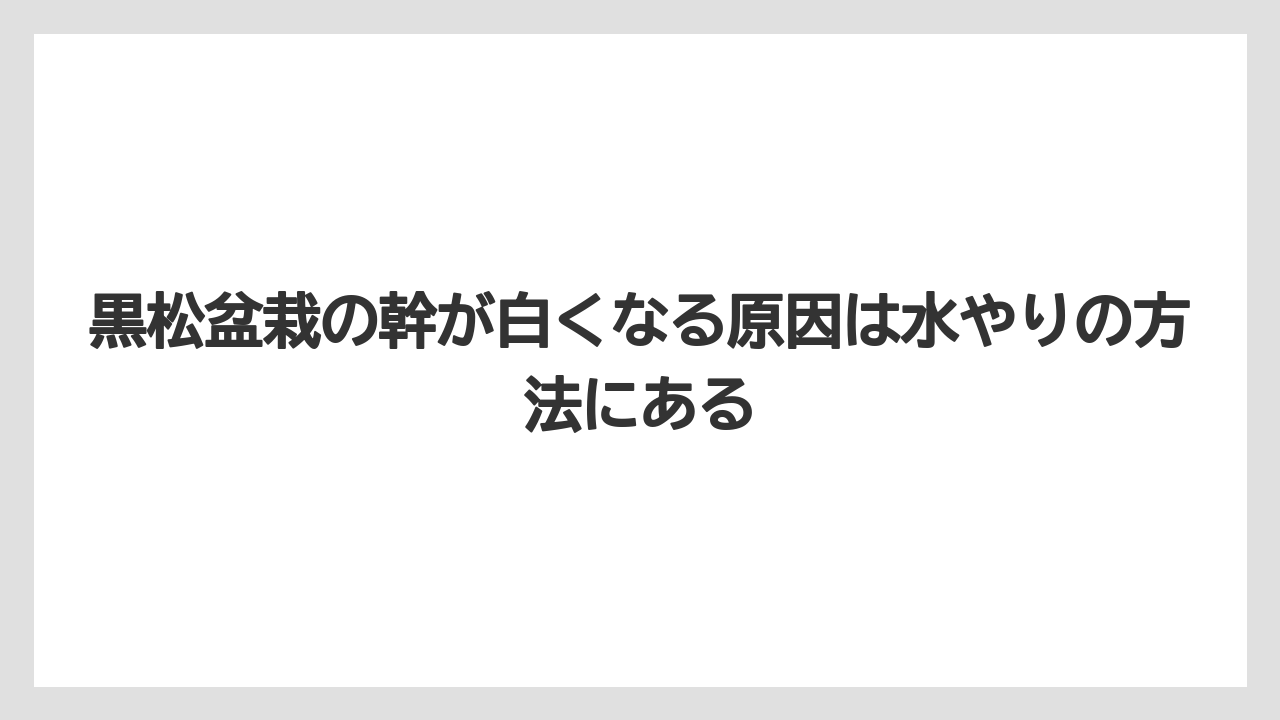 【栽培】【農園】【農業】黒松盆栽の幹が白くなる原因は水やりの方法にある
