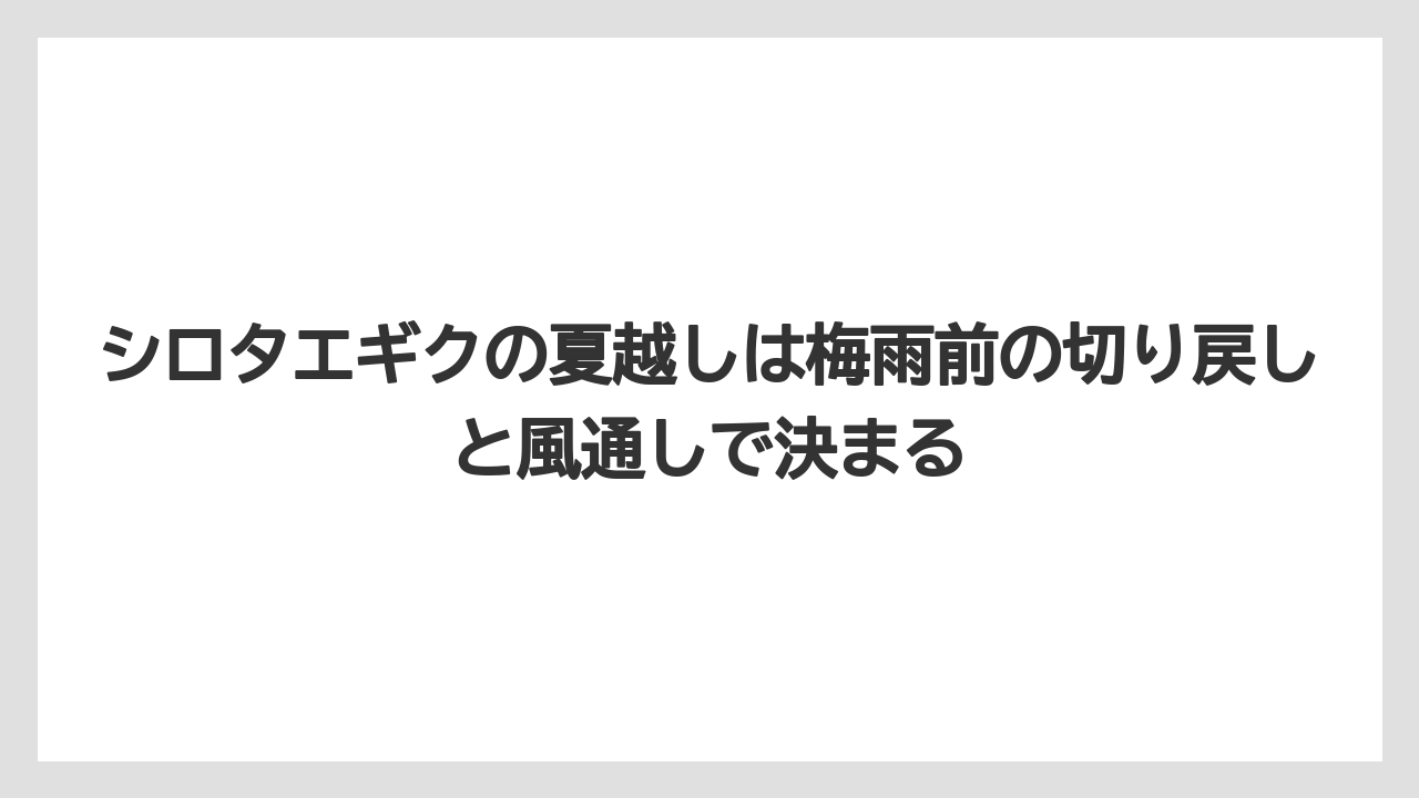 【栽培】【農園】【農業】シロタエギクの夏越しは梅雨前の切り戻しと風通しで決まる