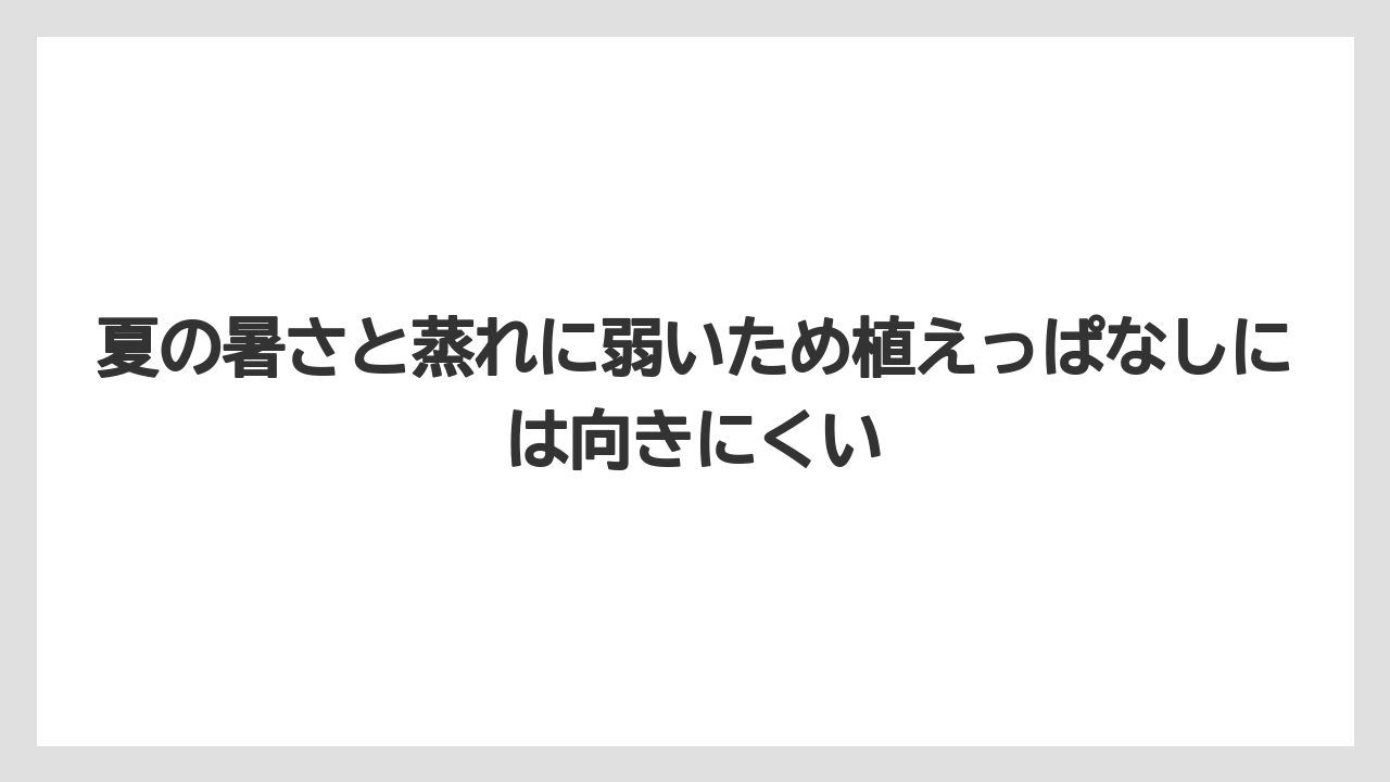 【栽培】【農園】【農業】夏の暑さと蒸れに弱いため植えっぱなしには向きにくい