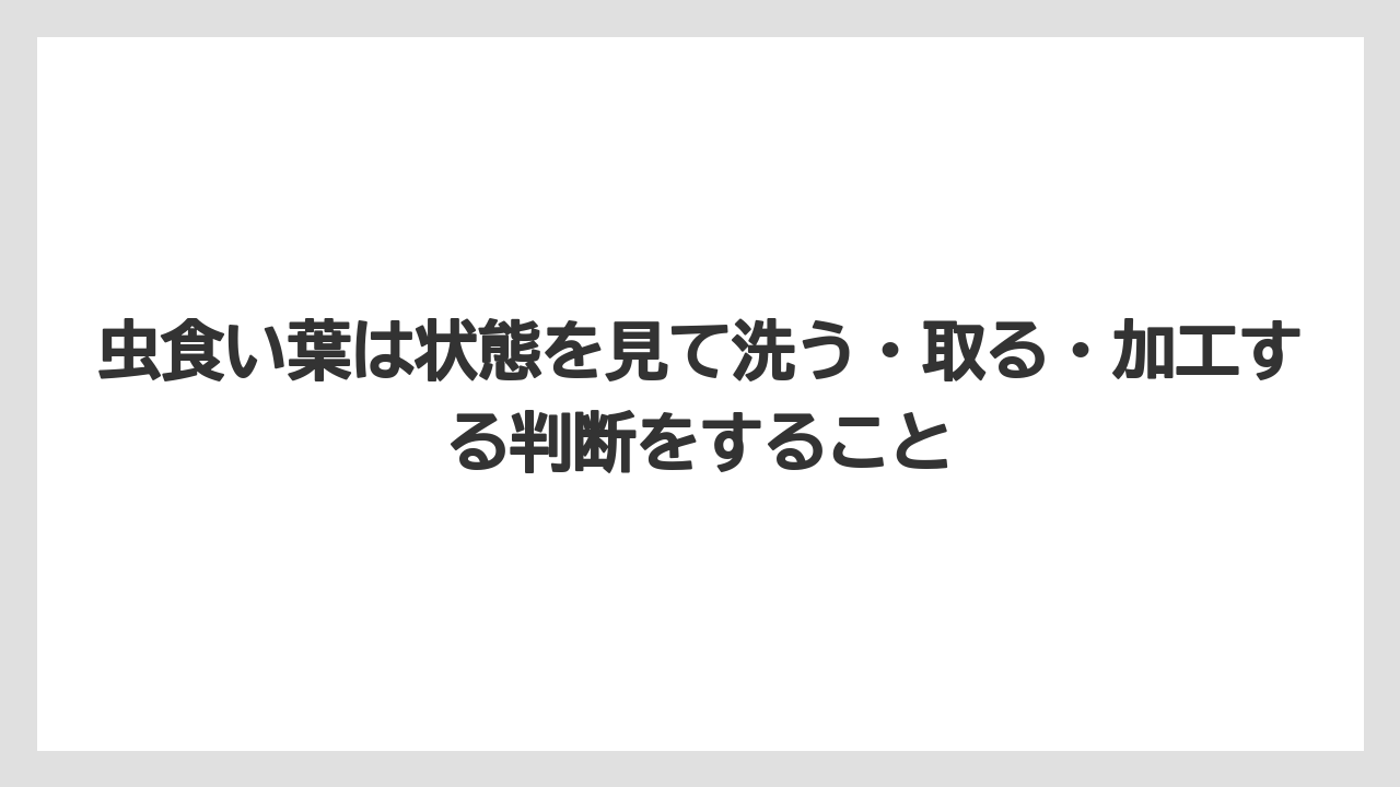 【しそ】【大葉】【栽培】【農業】虫食い葉は状態を見て洗う・取る・加工する判断をすること