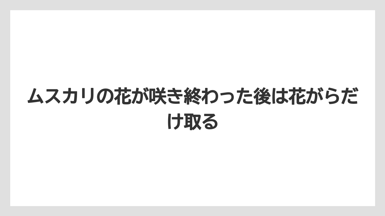 【栽培】【農園】【農業】ムスカリの花が咲き終わった後は花がらだけ取る