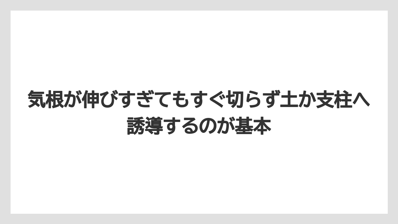 【モンステラ】【栽培】【農業】気根が伸びすぎてもすぐ切らず土か支柱へ誘導するのが基本