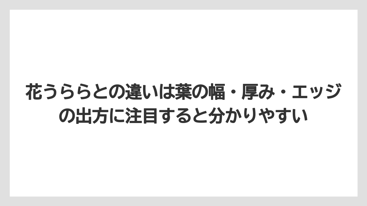 【100均】【栽培】【農業】花うららとの違いは葉の幅・厚み・エッジの出方に注目すると分かりやすい