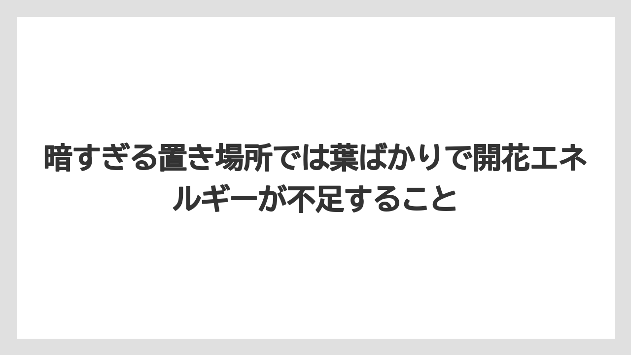 【栽培】【花】【農業】暗すぎる置き場所では葉ばかりで開花エネルギーが不足すること